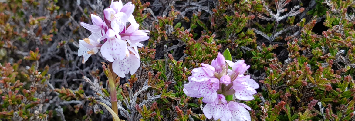 Heath Spotted Orchid