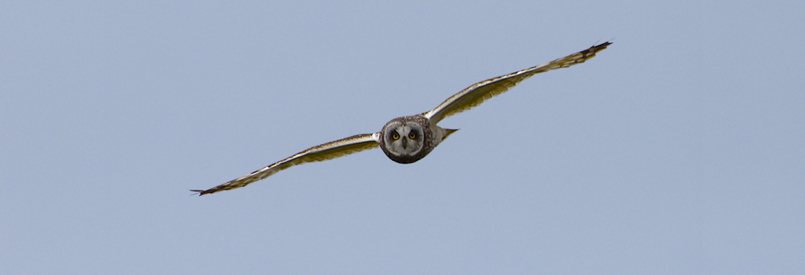 Short-eared Owl in flight